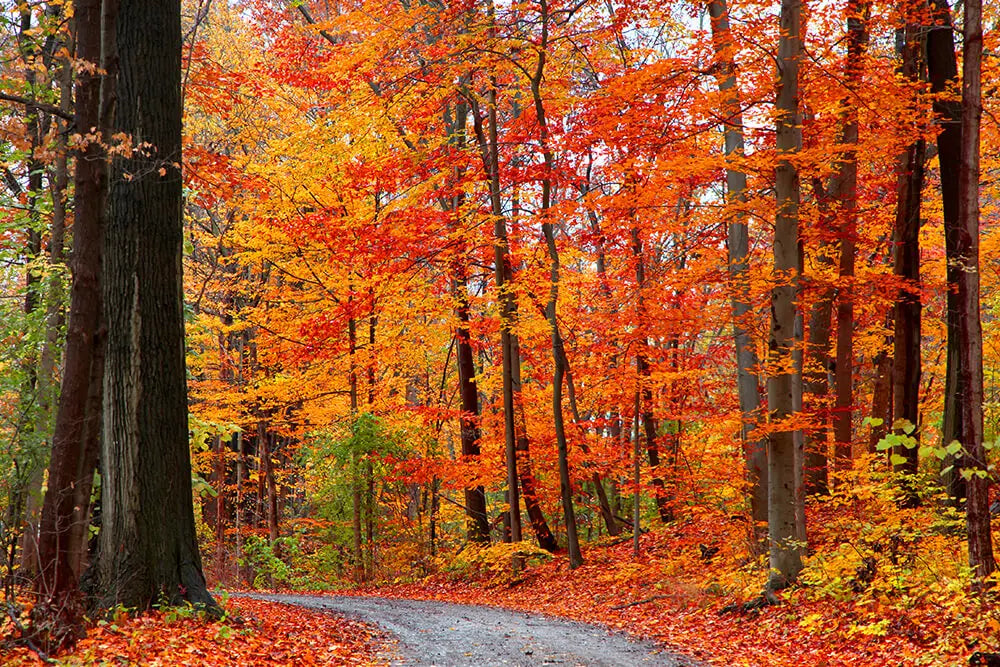 Falling Leaves, Fall Activities