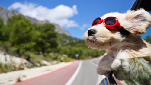 Road-Tripping with Fido